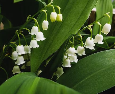bunga Lily of The Valley