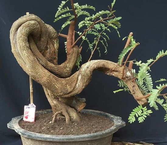 bonsai asem jawa 