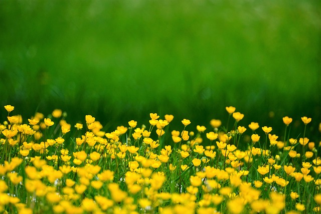 bunga kuning