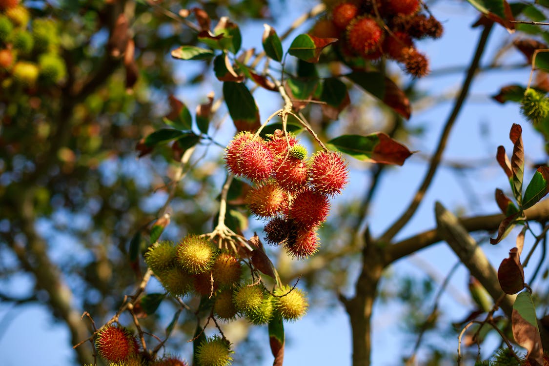 pohon rambutan