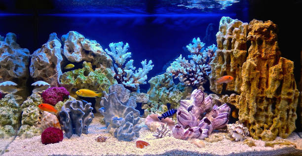 aquarium sederhana tapi cantik