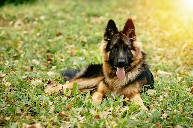 Anjing penjaga rumah jenis German Shepherds.