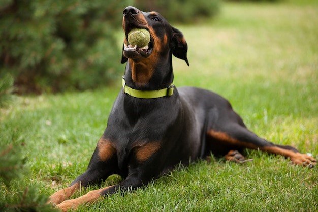 Anjing penjaga rumah jenis Doberman Pinscher. 