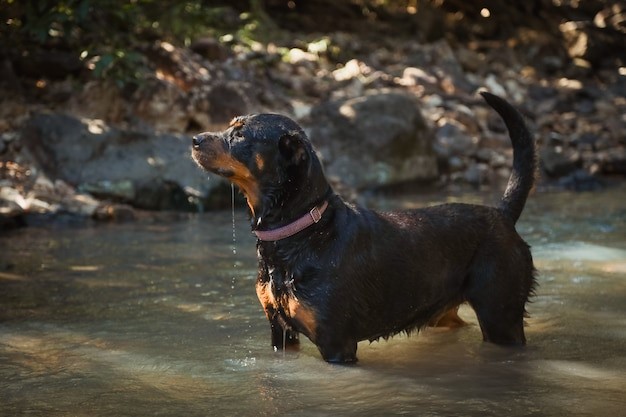 Anjing penjaga rumah jenis Rottweiler. 