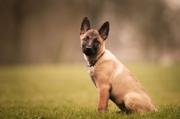 Anjing penjaga rumah jenis Belgian Malinois. 