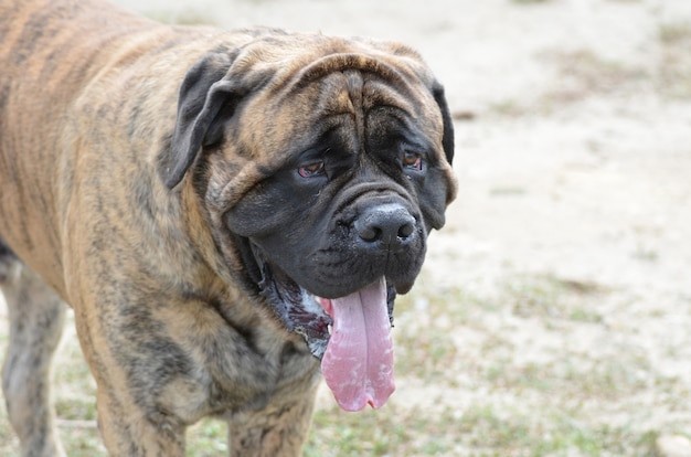 Anjing penjaga rumah jenis Bullmastiff. 