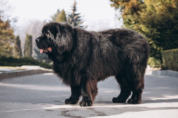 Anjing penjaga rumah jenis Tibetan Mastiff. 